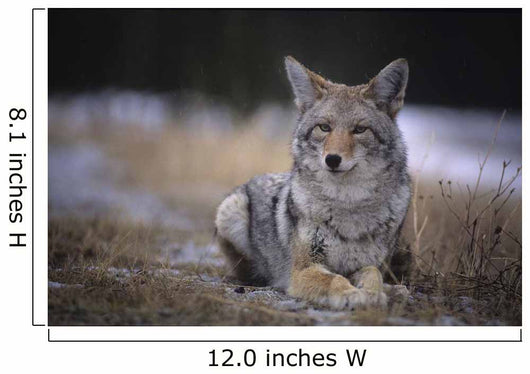 Coyote Resting In Winter Grass, Snowing Lightly, Kananaskis, Alberta Wall Mural
