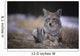 Coyote Resting In Winter Grass, Snowing Lightly, Kananaskis, Alberta Wall Mural