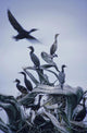 Cormorants Fly Above Driftwood, Grey Sky, Galiano Island, Bc Wall Mural