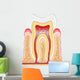 Tooth cross-section dental Wall Decal