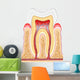 Tooth cross-section dental Wall Decal
