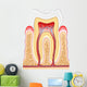 Tooth cross-section dental Wall Decal