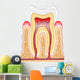 Tooth cross-section dental Wall Decal