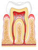 Tooth cross-section dental Wall Decal