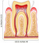 Tooth cross-section dental Wall Decal