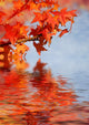 Tree 002