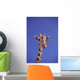 Masai Giraffe, Serengeti, Africa Wall Mural