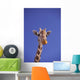 Masai Giraffe, Serengeti, Africa Wall Mural