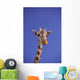 Masai Giraffe, Serengeti, Africa Wall Mural