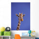 Masai Giraffe, Serengeti, Africa Wall Mural