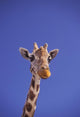 Masai Giraffe, Serengeti, Africa Wall Mural