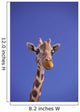 Masai Giraffe, Serengeti, Africa Wall Mural