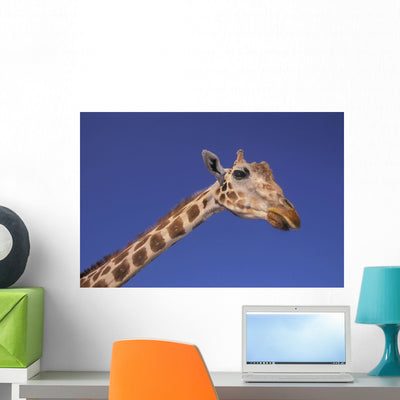 Masai Giraffe Serengeti Africa Wall Mural shown on a wall
