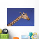 Masai Giraffe, Serengeti, Africa Wall Mural
