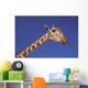 Masai Giraffe, Serengeti, Africa Wall Mural