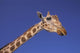 Masai Giraffe, Serengeti, Africa Wall Mural