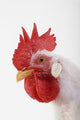 Rooster Wall Decal
