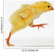 Yellow Chick Baby Chicken Wall Mural