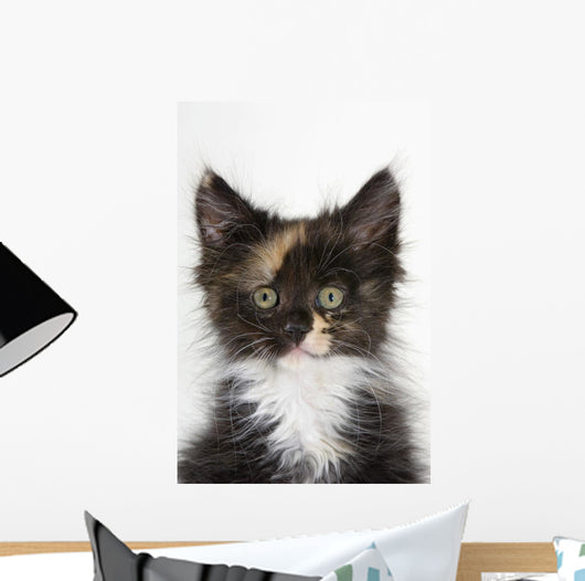 Kitten Wall Mural
