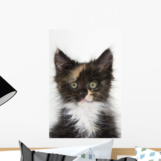 Kitten Wall Mural