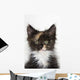 Kitten Wall Mural
