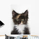 Kitten Wall Mural