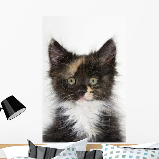 Kitten Wall Mural