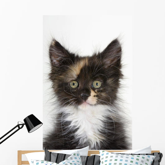 Kitten Wall Mural