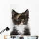 Kitten Wall Mural