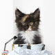 Kitten Wall Mural