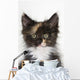 Kitten Wall Mural