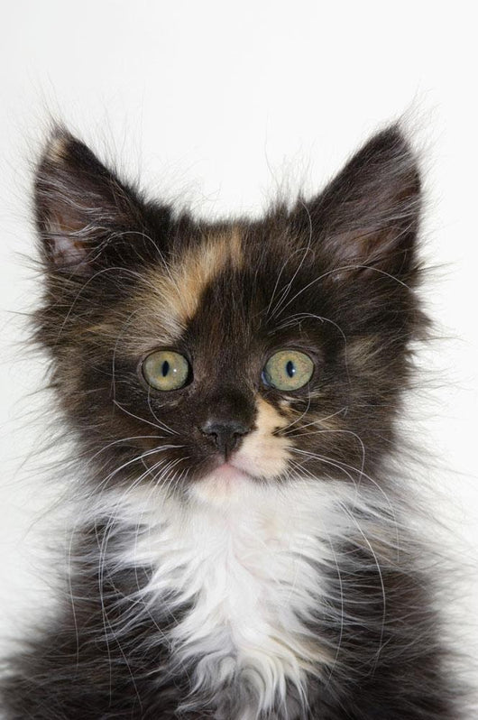 Kitten Wall Mural