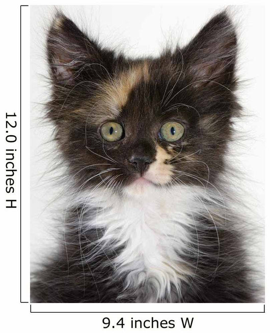 Kitten Wall Mural