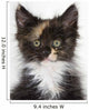 Kitten Wall Mural