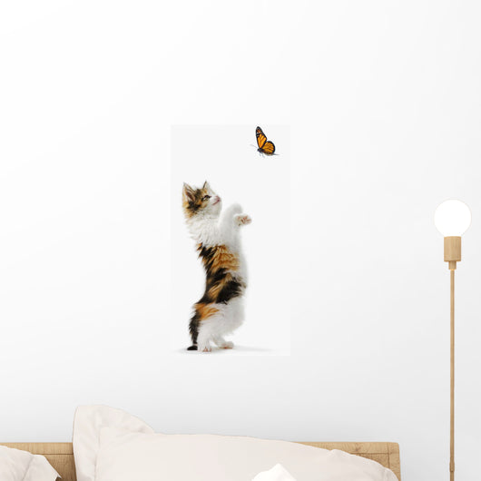 Kitten And Monarch Butterfly Wall Decal