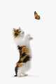 Kitten And Monarch Butterfly Wall Decal