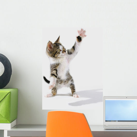 Kitten Wall Mural