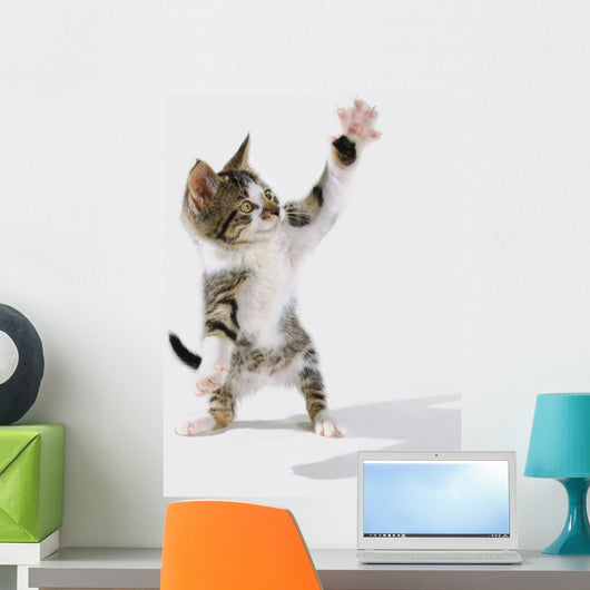 Kitten Wall Mural