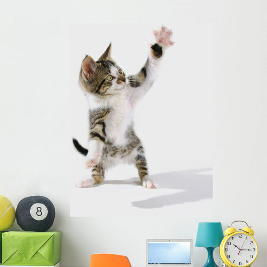 Kitten Wall Mural