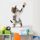Kitten Wall Mural