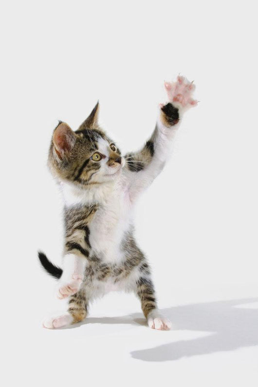 Kitten Wall Mural
