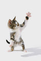 Kitten Wall Mural