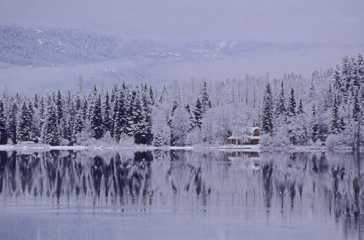 Early Winter Snow Greys The Trees Wall Mural