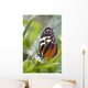 Tiger Longwing Butterfly Resting On Leaf Wall Mural