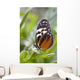 Tiger Longwing Butterfly Resting On Leaf Wall Mural