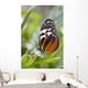 Tiger Longwing Butterfly Resting On Leaf Wall Mural