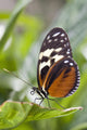 Tiger Longwing Butterfly Resting On Leaf Wall Mural
