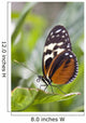 Tiger Longwing Butterfly Resting On Leaf Wall Mural