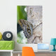 Owl Butterfly Resting On Trunk Wall Mural