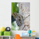 Owl Butterfly Resting On Trunk Wall Mural